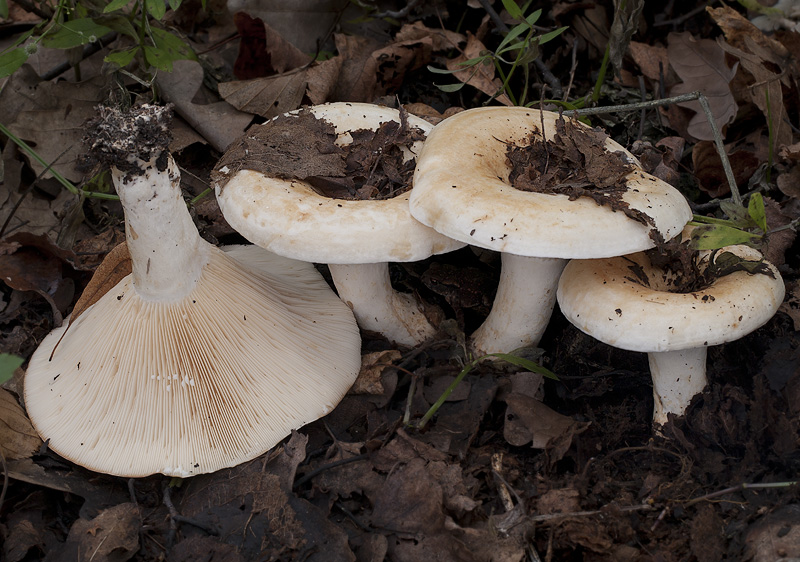 Lactarius evosmus